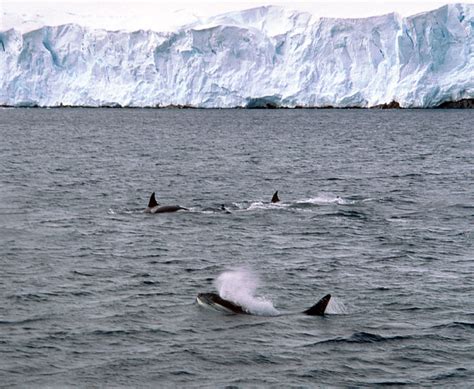 Killer Whales - Antarctica