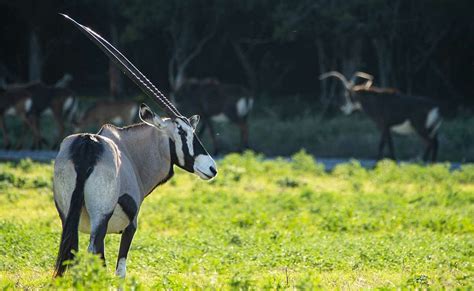 Gemsbok - Fossil Rim Wildlife Center