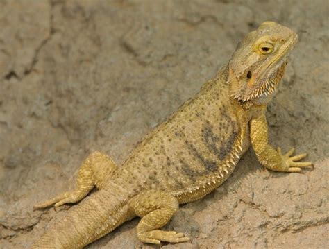 Bearded Dragon Tail Rot: Causes, Symptoms & Treatment