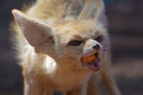 Cute Fennec Fox Baby