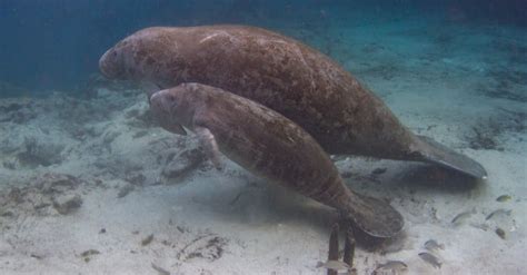 Sea Cow Vs Manatee: What Are the Differences? - A-Z Animals