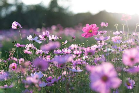 How to Photograph Flowers