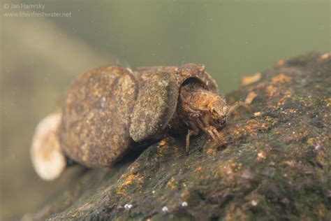 Caddisfly larvae (order Trichoptera) | LIFE IN FRESHWATER