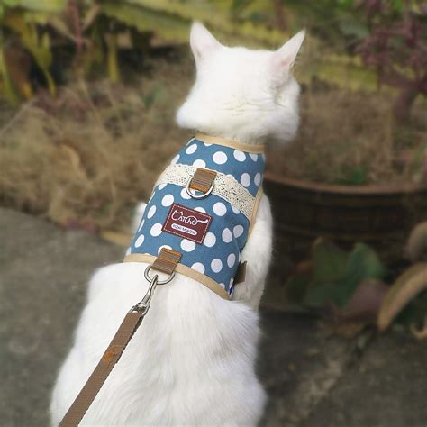 Cat Harness Qatar at Jean Young blog