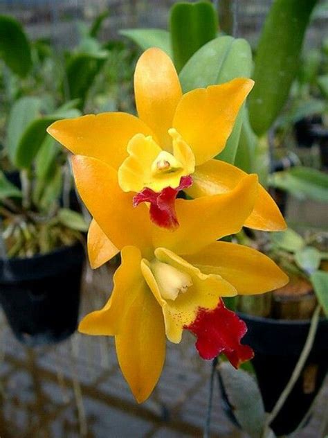 Orchids from Costa Rica Orchid Plants, Exotic Plants, Orchid Flower, Exotic Flowers, Orange ...