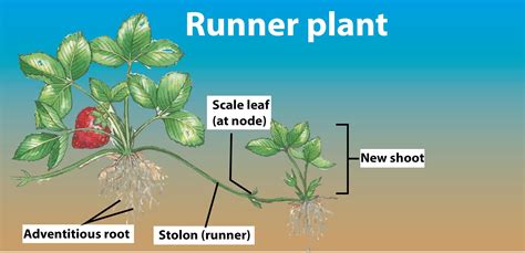 A slender, prostate sub-aerial branch of the stem which creeps along the ground helping in ...