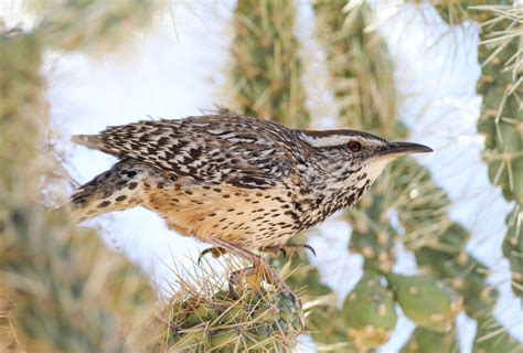 Year of the Bird makes its way to Arizona | Audubon