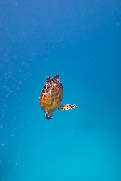 Premium Photo | Sea turtle head close up in the sea