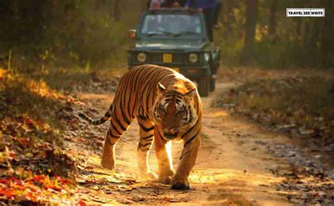 Best Jungle Safari in India: On a Tiger Trail in Madhya Pradesh ...