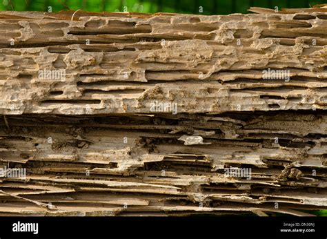 Drywood termite infestation, with damage on wooden beams Stock Photo ...