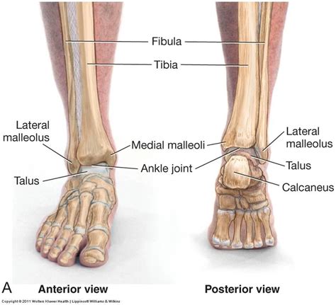 ankle Archives - MD direct