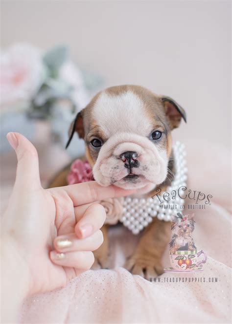 Adorable English Bulldog Puppies for Sale | Teacups, Puppies & Boutique