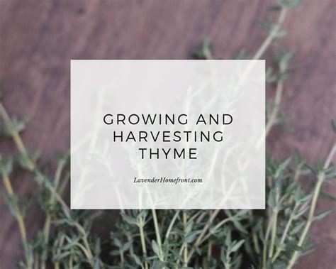 Growing and Harvesting Thyme - The Lavender Homefront