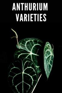 Anthurium Varieties: 21 Unique Types You Can Collect