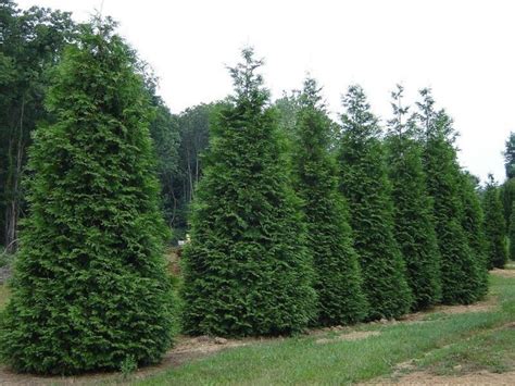 Thuja Green Giant Arborvitae 6-12 Tall 2.5 Pot - Etsy