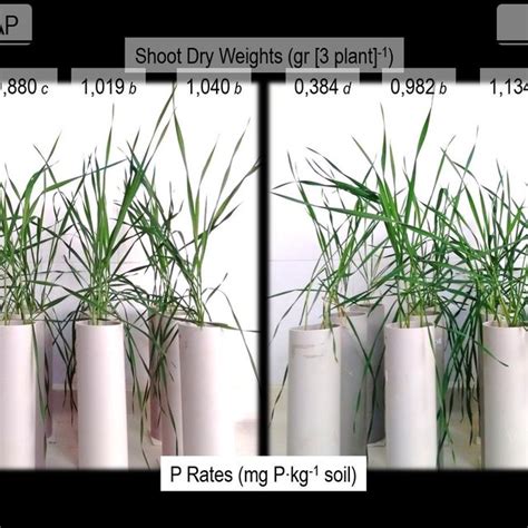 (PDF) APPLICATION OF LIQUID PHOSPHORUS FERTILIZER IMPROVES THE AVAILABILITY OF PHOSPHORUS IN ...