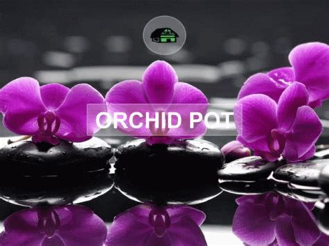 Plastic Orchid Pot Pots GIF - Plastic Orchid Pot Orchid Pot Pots - GIF を見つけて共有する
