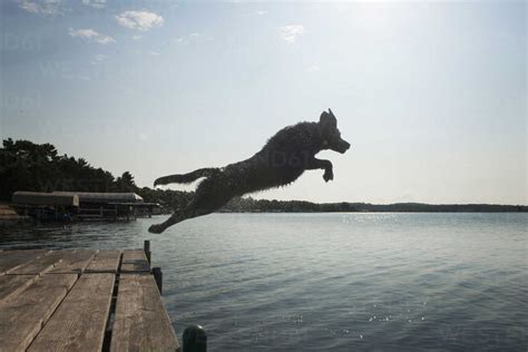 Side view of dog jumping into lake against sky stock photo