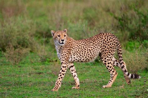 Cheetah (Acinonyx Jubatus) - Lifestyle, Diet, and More - Wildlife Explained