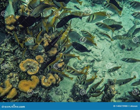 Philippines Palawan Coron Island Snorkeling Underwater Stock Photo - Image of beauty, boat ...