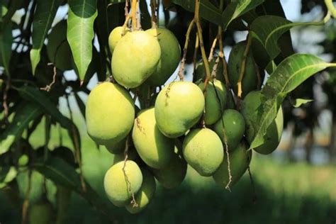 A Guide to Understanding Mango Tree Propagation: From Seed, Cuttings, Grafting, and Budding