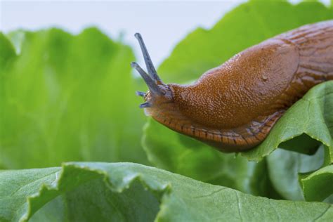 A Gardener’s Guide to Slugs | Key Peninsula News