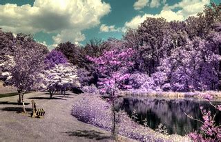 Rockville Pond - Shot in fullspectrum with 85A filter | Flickr