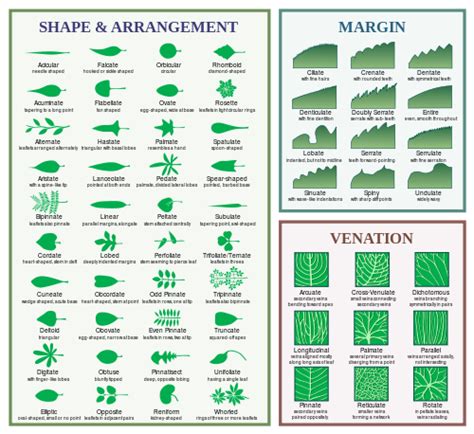 Tree ID 101: Leaves