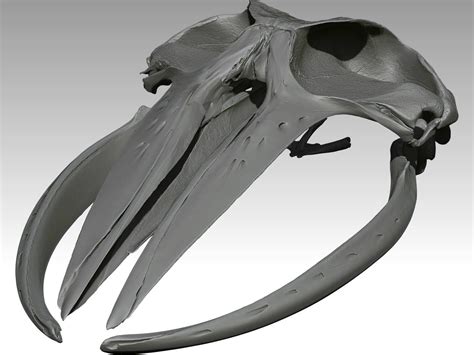 The assembled Skull of a Humpback whale for a treat! #ivl3d Baleen Whales, Whale Art, Alien ...