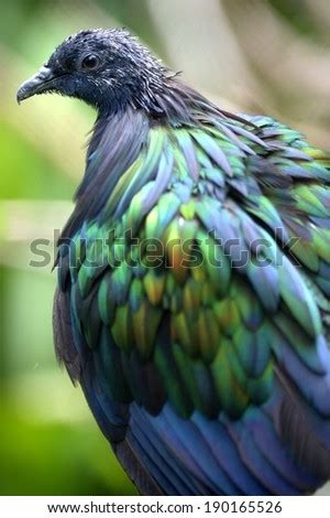 Nicobar pigeon feathers close up Stock Photos, Nicobar pigeon feathers ...