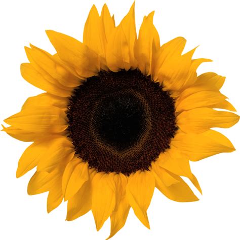 Sunflower Transparent File | PNG Play