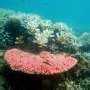 Impacts of mass coral die-off on Indian Ocean reefs revealed