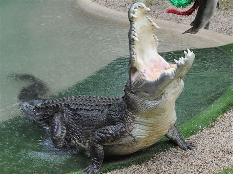 Crocodile Attack