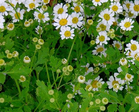 Feverfew, 0.1 g : Southern Exposure Seed Exchange, Saving the Past for ...