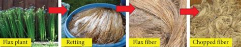 Flax fiber extraction from flax plant. | Download Scientific Diagram