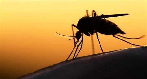 Global Health Impacts of Vector-Borne Diseases