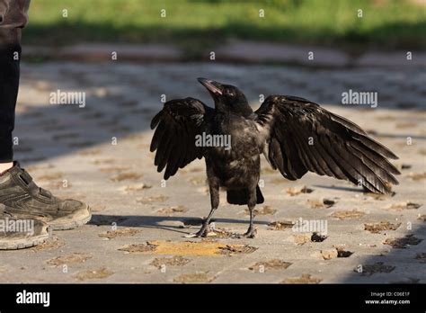 Crow behavior hi-res stock photography and images - Alamy