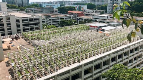 3 ways Singapore is creating food security with urban farms