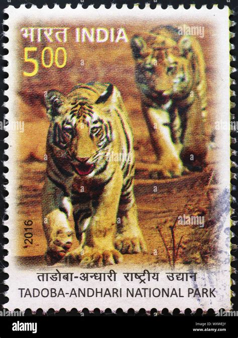 Indian tiger cubs hi-res stock photography and images - Alamy