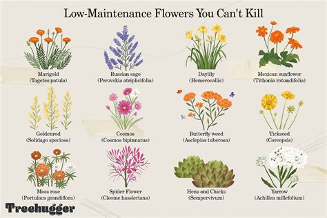 12 Low-Maintenance Flowers You Can't Kill