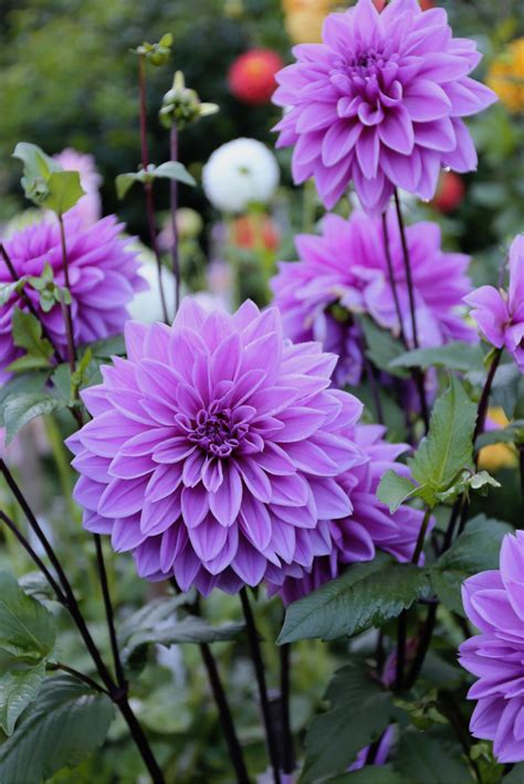 Beautiful Flowers Pictures, Flower Photos, Amazing Flowers, Pretty Flowers, Purple Dahlia ...