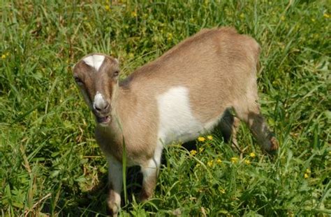 LaMancha Goat - Breed Profile - Backyard Goats | Goats, Dairy goats, Raising goats