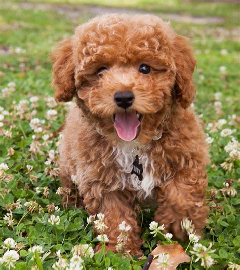 Poodle Mixes - The Most Popular Doodle Dogs That Could Be Yours