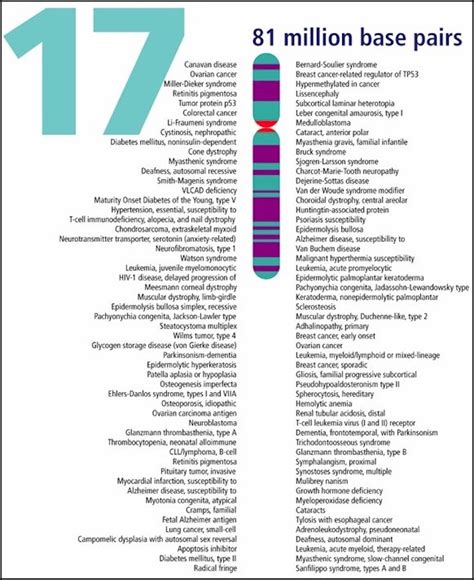 DNARSS.com : Chromosome 17 | Human genome, Genetic counseling, Chromosome