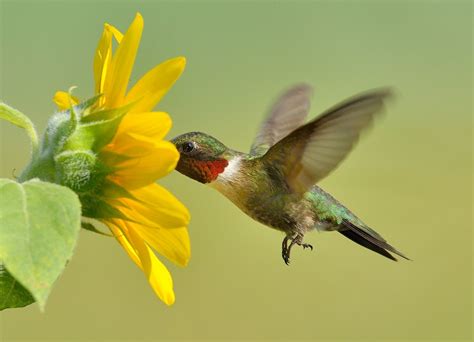 Hummingbird & Sunflower | July 18 2013 Lititz Pennsylvania | Flickr