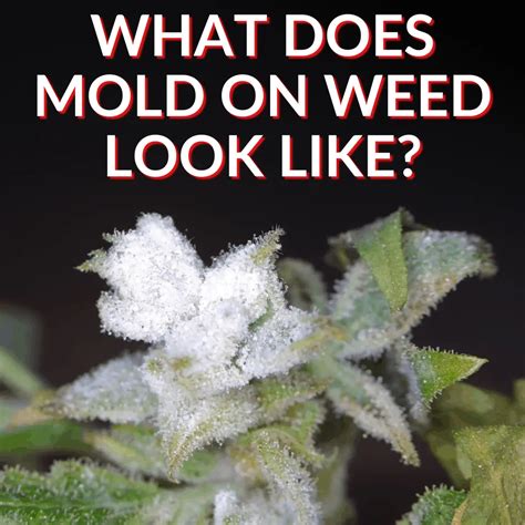 What Does Mold On Weed Look Like? (Plus Prevention Tips)