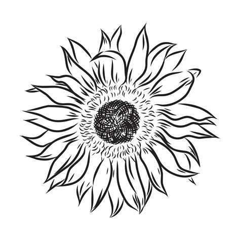 sunflower seeds vector sketch 7315204 Vector Art at Vecteezy