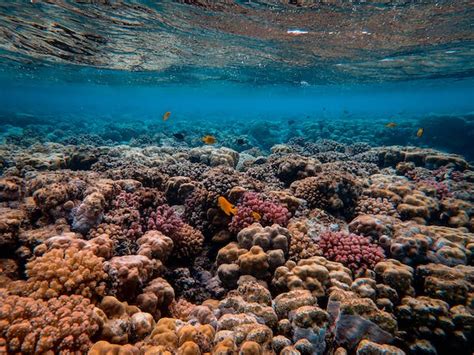 Impacts Of Climate Change On Coral Reef Ecosystem - Sigma Earth