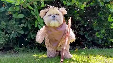 'Star Wars' fans: Munchkin the dog's cute Ewok impression is a must-see