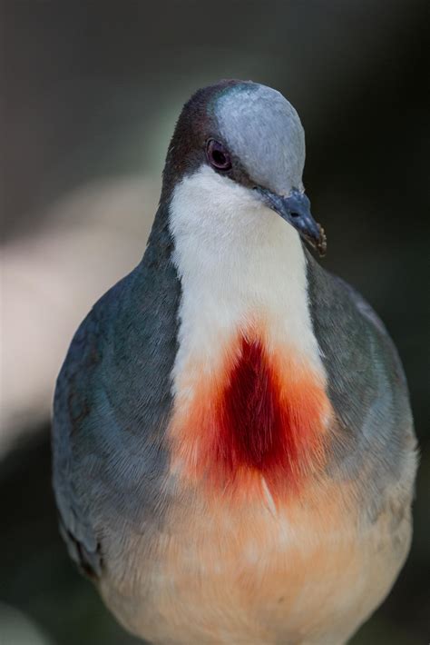 Luzon Bleeding-heart Dove (Gallicolumba luzonica) [OC][3273x4909] : r/AnimalPorn